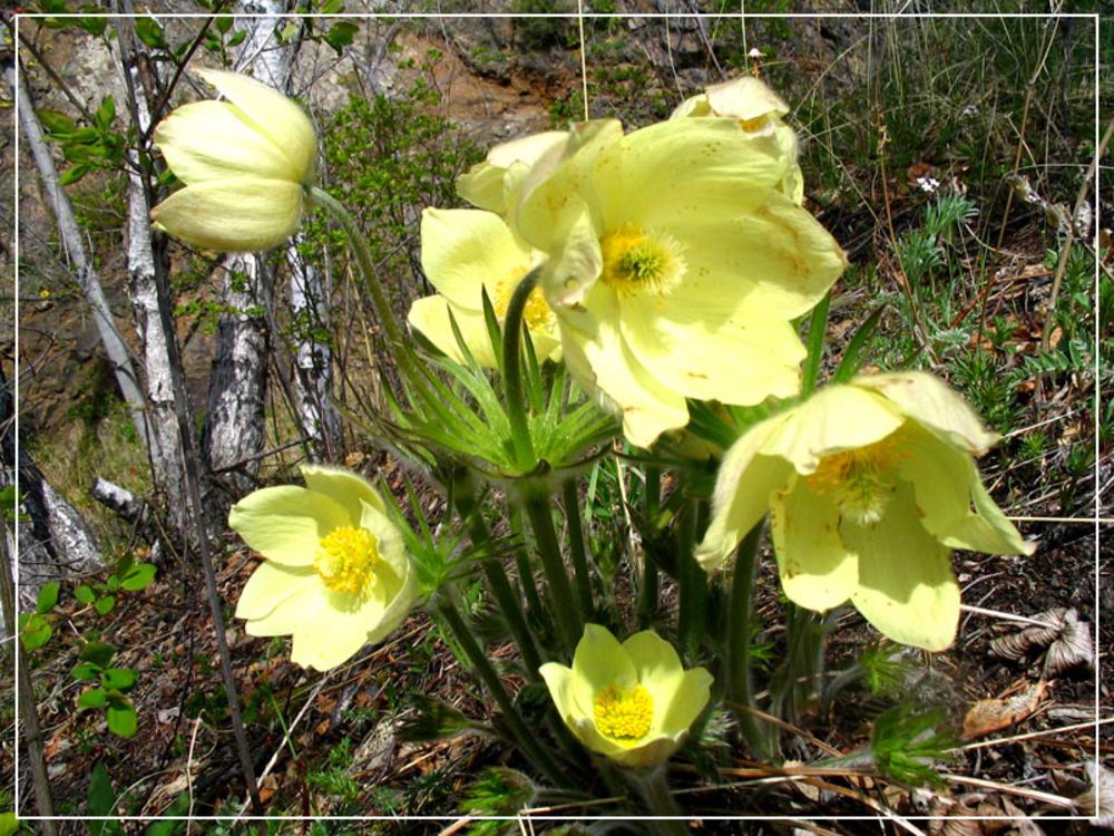 Первые весенние цветы сибири фото и названия