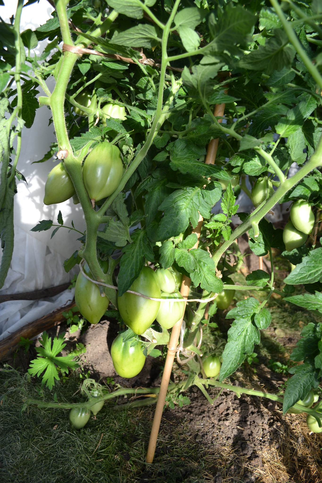 Петрушка огородник томат