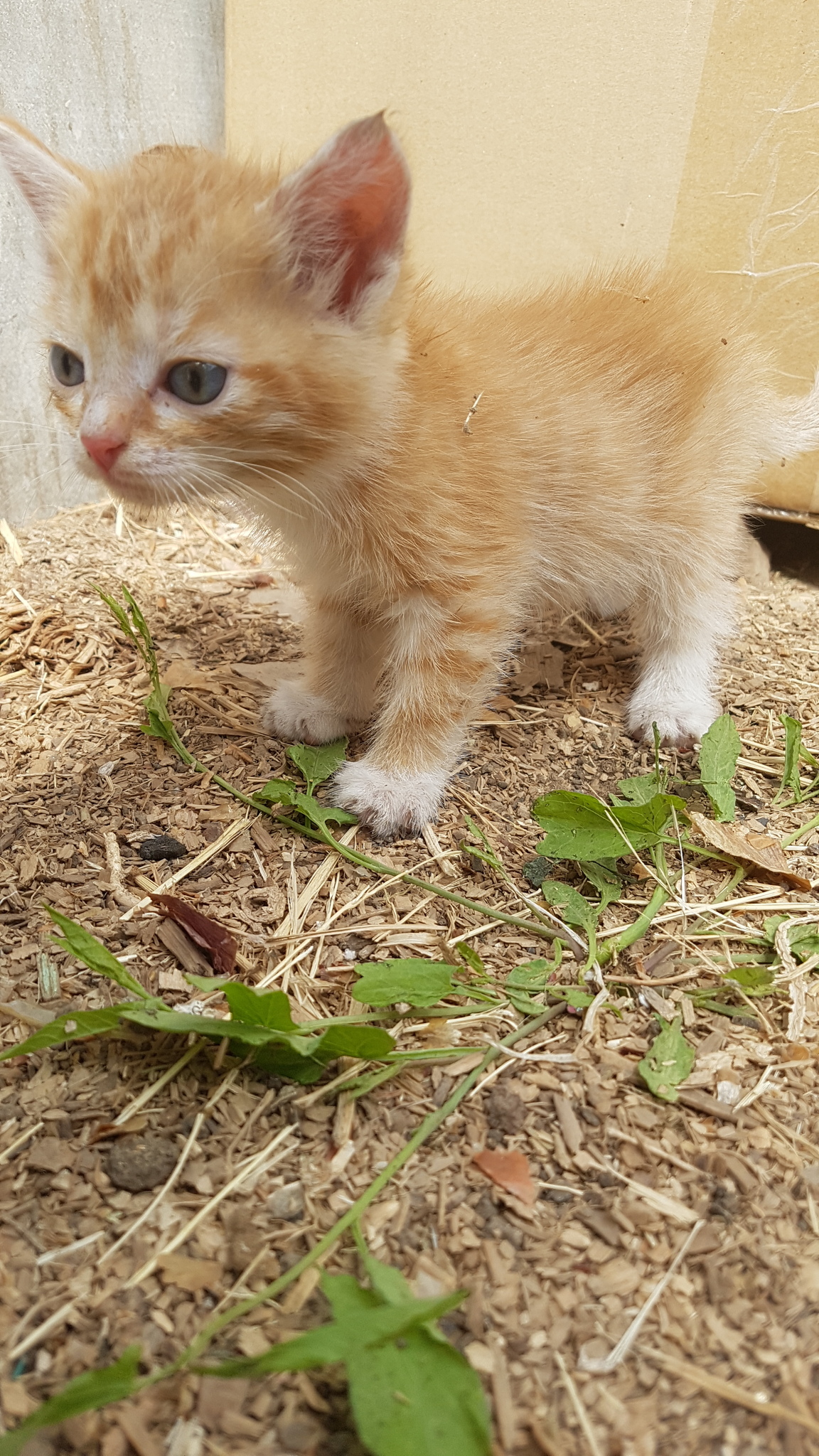 Котенок рыжик. Дворовые рыжие котята. Дворовой рыжий котенок. Маленький дворовой рыжий котенок.