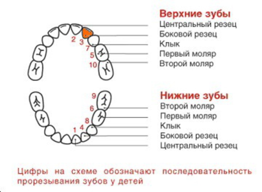 Зубы растут не по схеме у ребенка форум