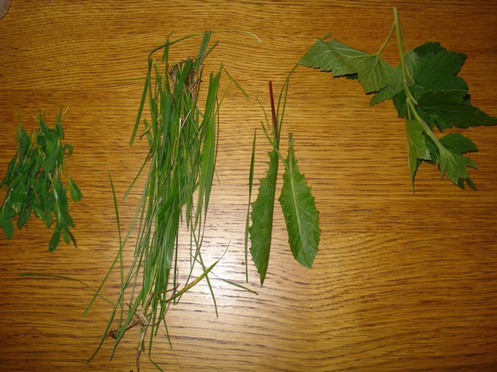 Можно ли хомяка листья. Травы для джунгариков. Какую траву можно хомякам. Сушеные травы хомякам. Трава для сирийских хомяков.