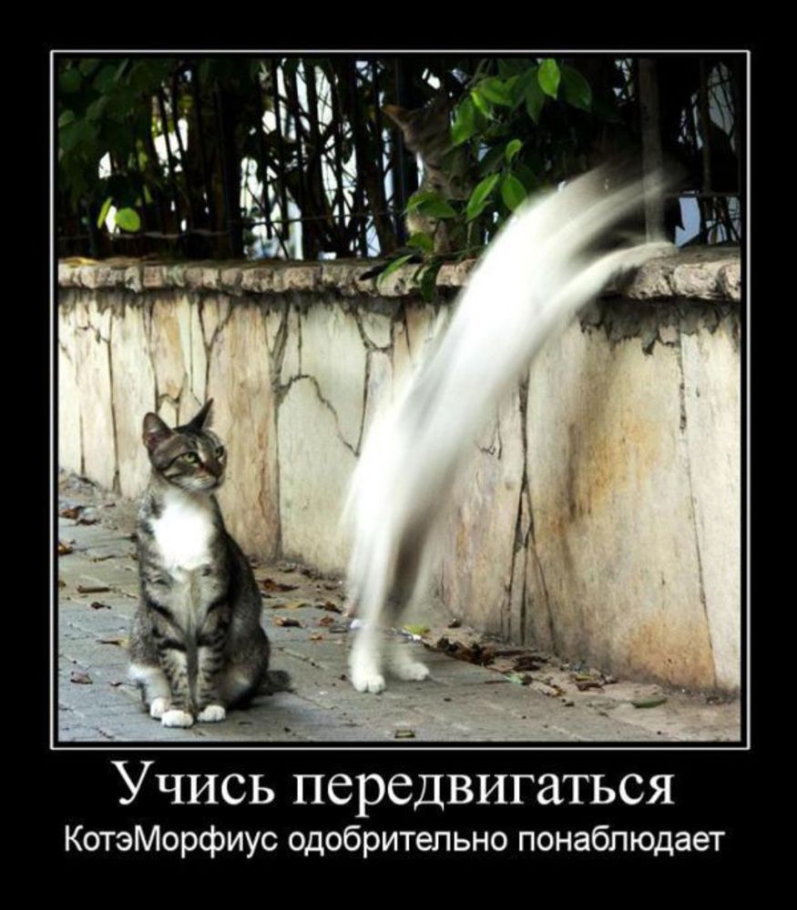 Демотиваторы Коты