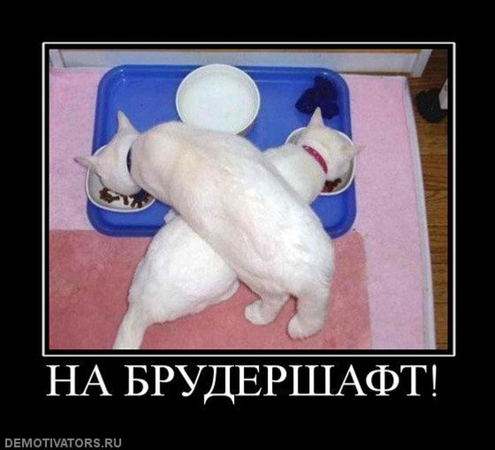 Подойди ко мне выпьем на брудершафт песня. Брудершафт смешные картинки. Пить на брудершафт. День весенних брудершафтов 22. Пьют шампанское на брудершафт.