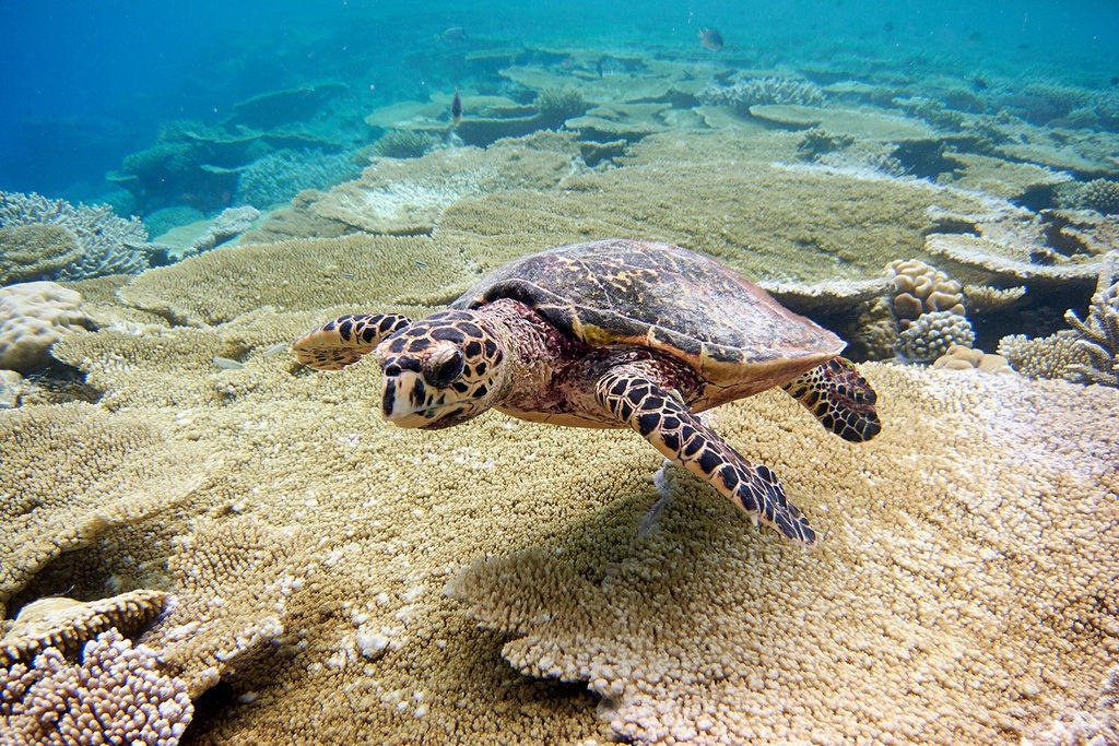 Пляж черепах на шри ланке. Черепаха Каретта-Каретта. Caretta Caretta черепаха. Хиккадува черепахи. Черепаха Каретта (логгерхед).