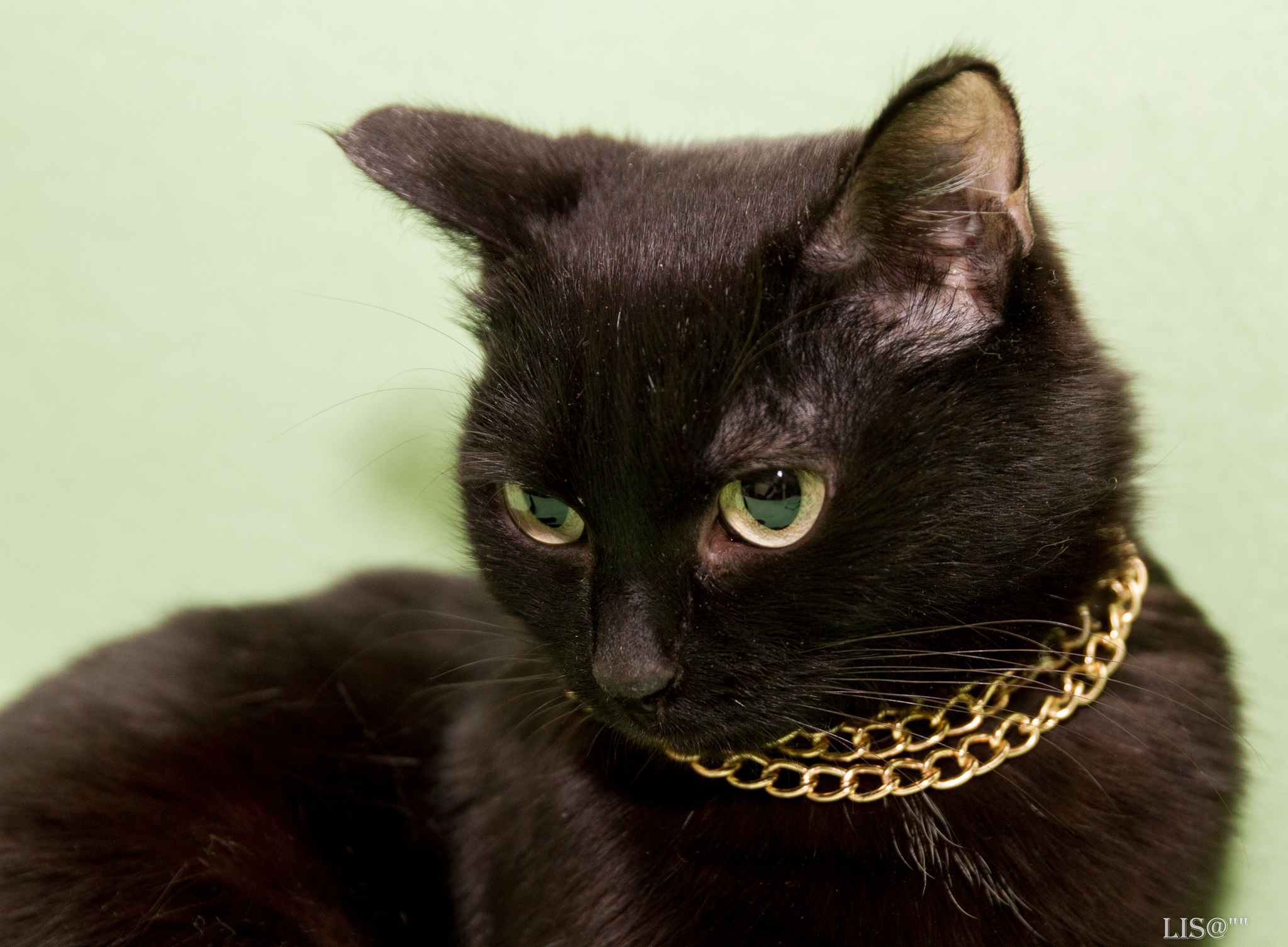Черная Багира кошка порода