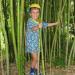 В зарослях бамбука