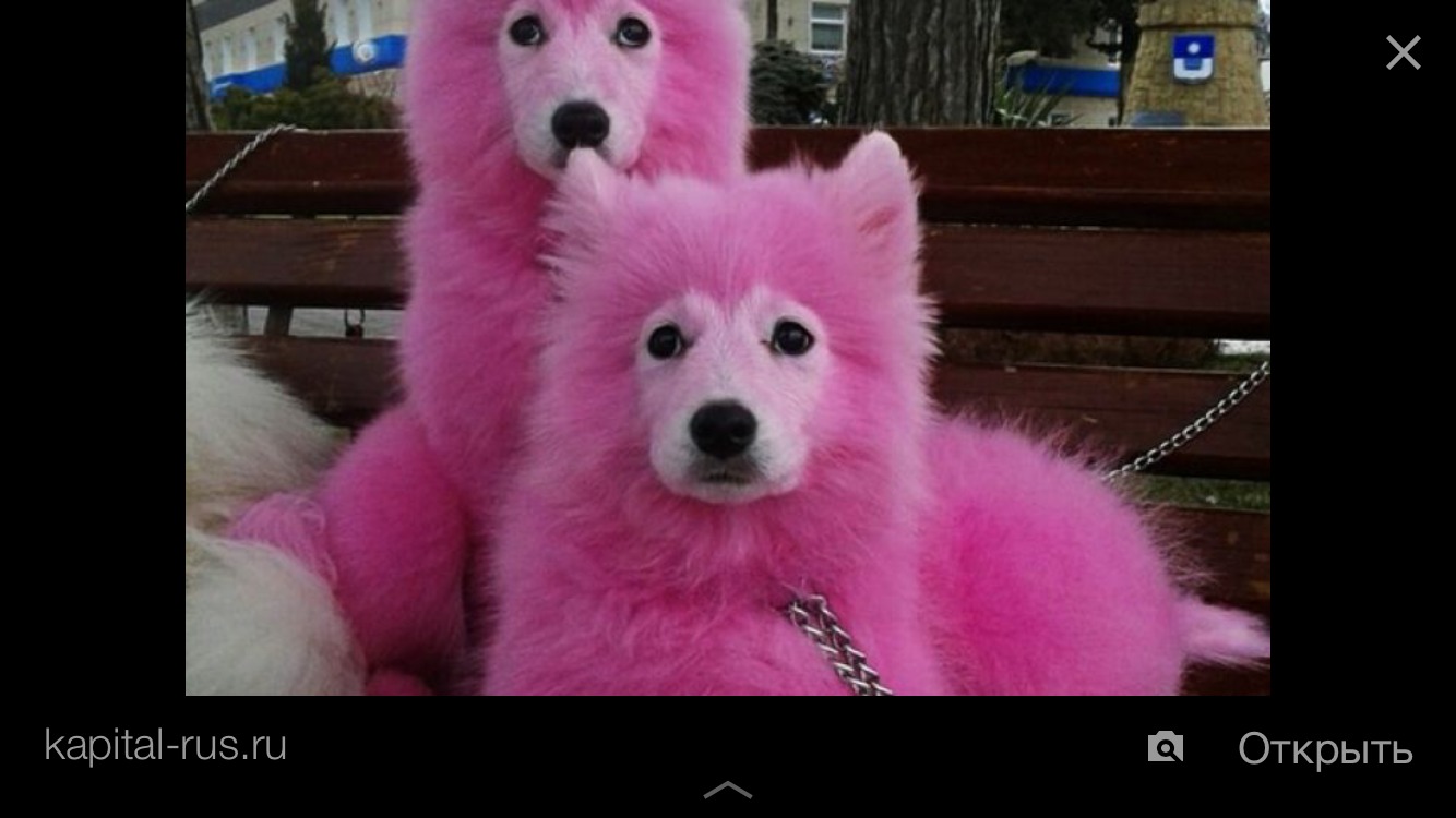 Про розовых собак. Самоеды розовые. Собаки самоеды розовые. Самоеды розовые щенки. Розовый щенок.
