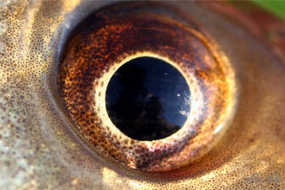 Ем глаза рыбы. Глаз рыбы. Рыбий глаз. Рыбий глаз рыба. Рыбьи глазки.