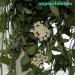 Hoya_lacunosa