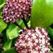 Hoya ERYTHROSTEMMA white