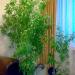 растения