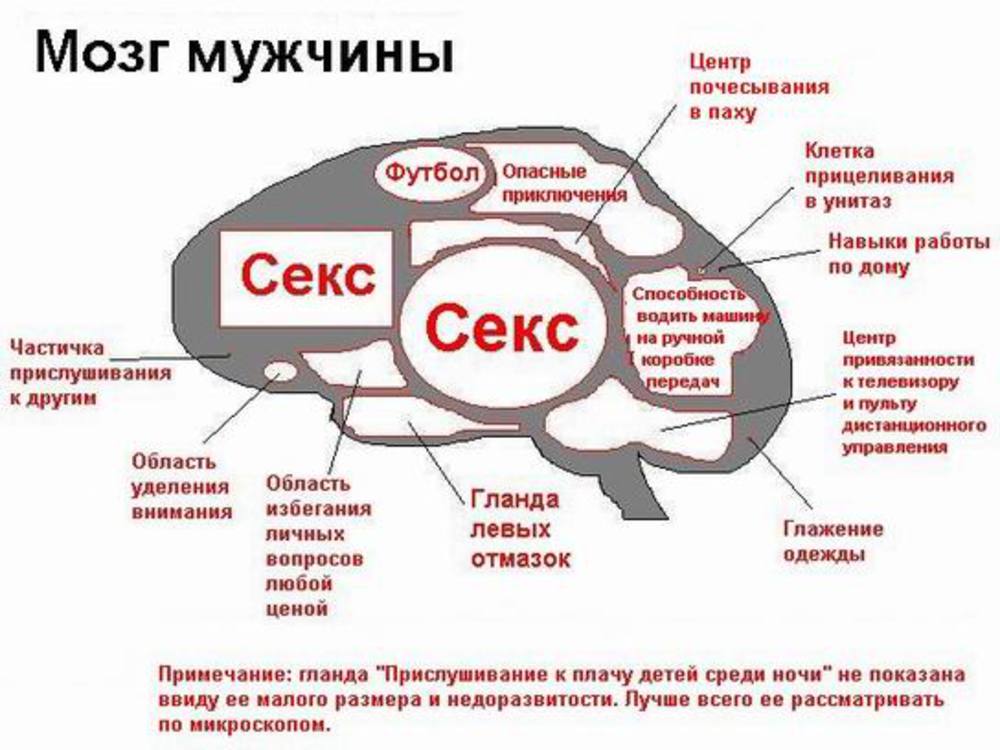 Картинки про мозг