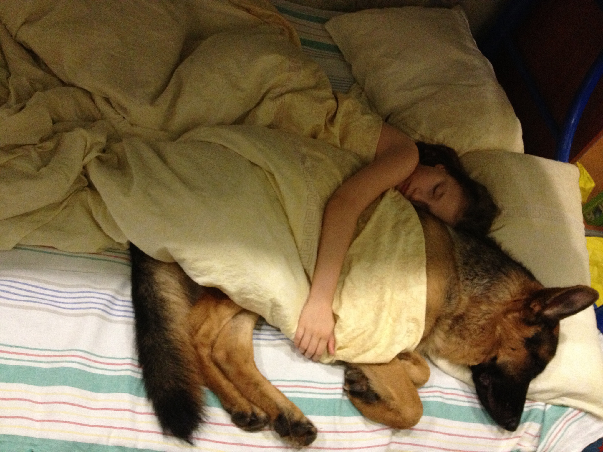 Приучить спать в кровати. Кровать для собаки. Собака в кровати с хозяином. Собачка в кровати.